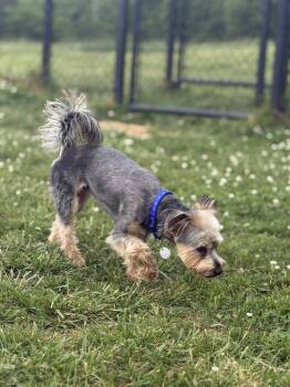 Yorkshire Terrier Dogs Available for Adoption in Lebanon, Tennessee - Figgy | PetCurious