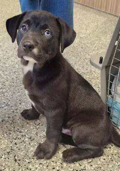 Yellow Labrador Retriever and Husky Dogs Available for Adoption in Republic, Missouri - Sterling | PetCurious