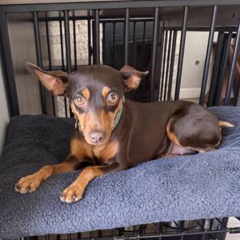 Browny -  Miniature Pinscher and Chihuahua Dog for Adoption in San Diego, California - Browny | PetCurious