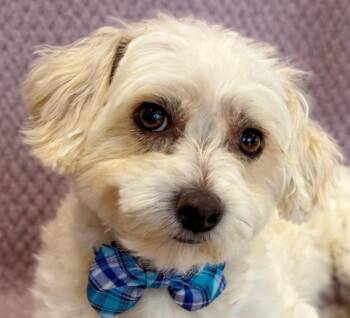 Maltese and Poodle Dogs Available for Adoption in Lodi, California - Sammy | PetCurious
