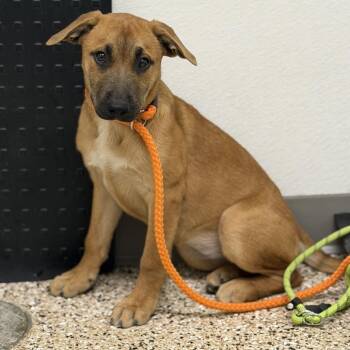 Sunbear -  Shepherd and Mixed Breed Dog for Adoption in Bullhead City, Arizona - Sunbear | PetCurious