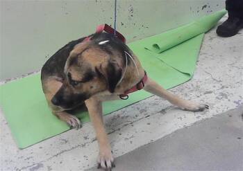 RAFAEL -  German Shepherd Dog and Mixed Breed Dog for Adoption in Houston, Texas - RAFAEL | PetCurious
