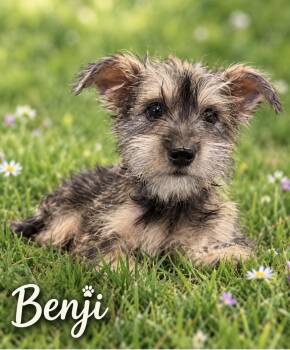Benji - The Tiny Sweetie -  Schnauzer and Chihuahua Dog for Adoption in Citrus Heights, California - Benji - The Tiny Sweetie | PetCurious