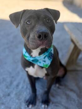 Andy -  Mixed Breed Dog for Adoption in Muskegon, Michigan - Andy | PetCurious