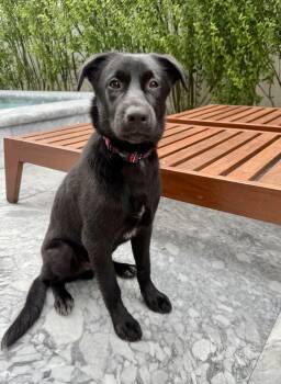 Rescue Labrador Retriever and Collie Dogs for Adoption in Randolph, New Jersey - Cole-Easy Going Pup! | PetCurious