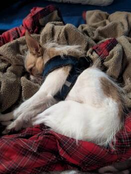 Tilly -  Jack Russell Terrier and Chihuahua Dog for Adoption in Fort Collins, Colorado - Tilly | PetCurious