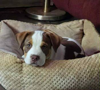 Rescue Mixed Breed Dogs for Adoption - Asher | PetCurious