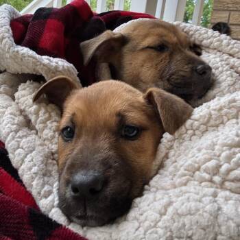Mixed Breed Dogs Available for Adoption in Aberdeen, North Carolina - Buttercup | PetCurious