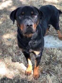 Gunther -  Rottweiler Dog for Adoption in Canon City, Colorado - Gunther | PetCurious