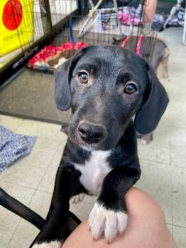 Brody -  Jack Russell Terrier Dog for Adoption in Shawnee, Oklahoma - Brody | PetCurious