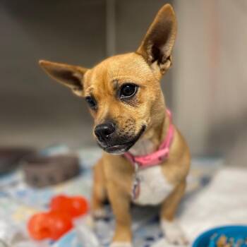Chihuahua and Dachshund Dogs Available for Adoption in Lake Panasoffkee, Florida - Chanel | PetCurious