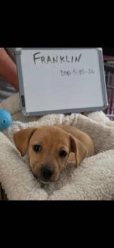 Franklin -  Beagle and Schnauzer Dog for Adoption in Indianapolis, Indiana - Franklin | PetCurious