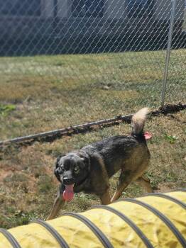 Rescue Norwegian Elkhound Dogs for Adoption in Chambersburg, Pennsylvania - Xena | PetCurious