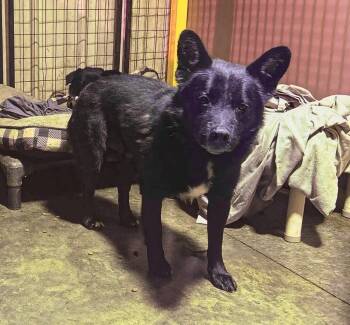 Rescue Corgi Dogs for Adoption in Olney, Illinois - June | PetCurious