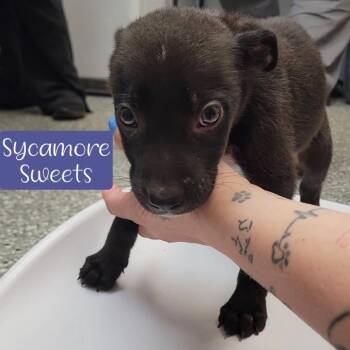 Sycamore Sweets -  Shepherd and Mixed Breed Dog for Adoption in Parkersburg, West Virginia - Sycamore Sweets | PetCurious