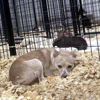 Chihuahua Dogs Available for Adoption - Blazin