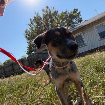 Rain -  Australian Cattle Dog Blue Heeler Dog for Adoption in Okmulgee, Oklahoma - Rain | PetCurious