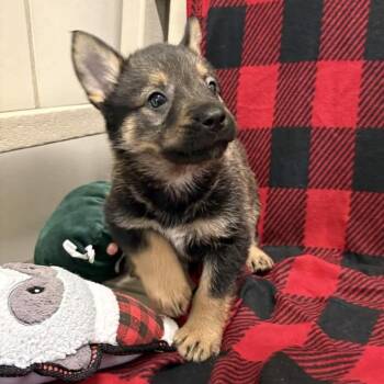 German Shepherd Dog and Rottweiler Dogs Available for Adoption - Chrysanthemum | PetCurious