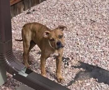 Boxer Dogs Available for Adoption in Colorado Springs, Colorado - Potato | PetCurious