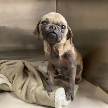 Ladypug -  Pug Dog for Adoption in Edinburg, Texas - Ladypug | PetCurious