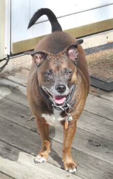 Molly -  Chihuahua and Dachshund Dog for Adoption in Lafayette, Indiana - Molly | PetCurious