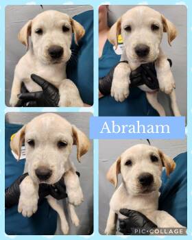Hound and Labrador Retriever Dogs Available for Adoption in Ringwood, New Jersey - Abraham | PetCurious