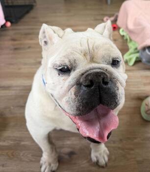 English Bulldog Dogs Available for Adoption in Lakeland, Florida - Daisy May | PetCurious