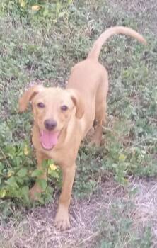 Avery -  Dachshund and Miniature Pinscher Dog for Adoption in Schertz, Texas - Avery | PetCurious