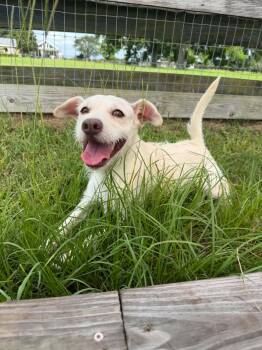 AGNES -  Parson Russell Terrier Dog for Adoption in Houston, Texas - AGNES | PetCurious