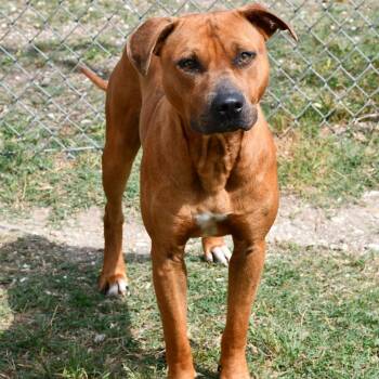 Pit Bull Terrier Dogs Available for Adoption in Beaumont, Texas - Jett | PetCurious