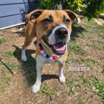 Iridessa -  Shepherd and Mixed Breed Dog for Adoption in Madisonville, Tennessee - Iridessa | PetCurious