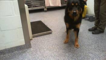 German Shepherd Dog and Mixed Breed Dogs Available for Adoption - NOIR | PetCurious