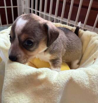 Cavendish -  Chihuahua Dog for Adoption in Waunakee, Wisconsin - Cavendish | PetCurious