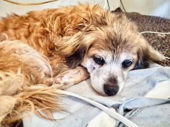 Rescue Shetland Sheepdog Sheltie Dogs for Adoption in Ladson, South Carolina - Gypsy Rose | PetCurious