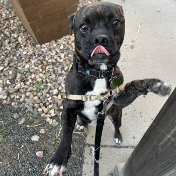 Cowboy -  French Bulldog and Chihuahua Dog for Adoption in Cheyenne, Wyoming - Cowboy | PetCurious