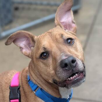 Mixed Breed Dogs Available for Adoption - Molly | PetCurious