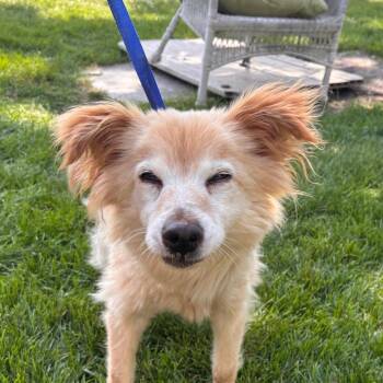 Angie -  American Eskimo Dog Dog for Adoption in Northbrook, Illinois - Angie | PetCurious