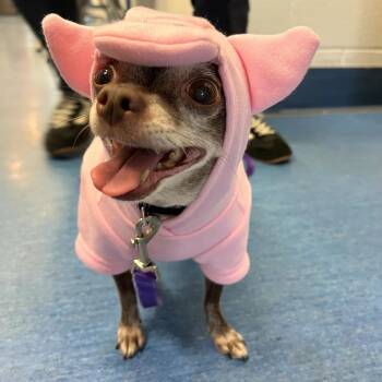 Coco -  Chihuahua and Mixed Breed Dog for Adoption in Pittsburgh, Pennsylvania - Coco | PetCurious