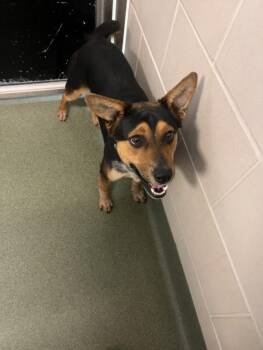 Mixed Breed Dogs Available for Adoption - SULLIVAN | PetCurious