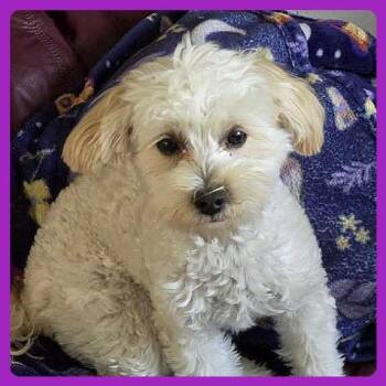 Maltese and Poodle Dogs Available for Adoption in Minneapolis, Minnesota - Jesse | PetCurious