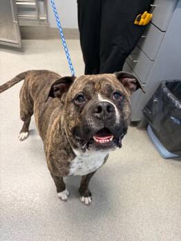 Apollo -  Pit Bull Terrier Dog for Adoption in Bloomington, Indiana - Apollo | PetCurious