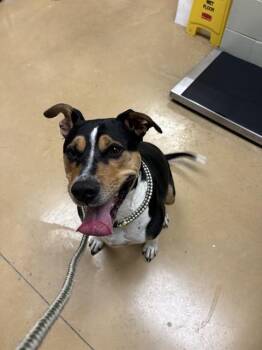 JACK -  Pointer and Mixed Breed Dog for Adoption in Minneapolis, Minnesota - JACK | PetCurious