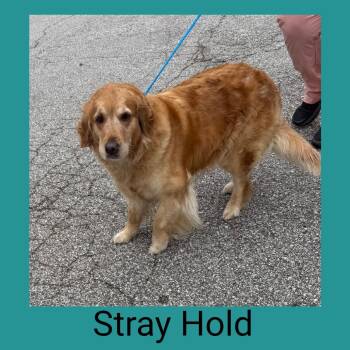 SHIA-Stray-3064 -  Golden Retriever Dog for Adoption in Owosso, Michigan - SHIA-Stray-3064 | PetCurious