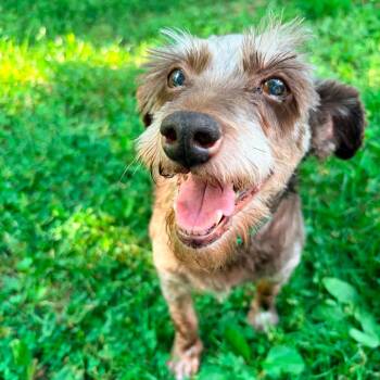 Joy -  Miniature Schnauzer Dog for Adoption in Dekalb, Illinois - Joy | PetCurious