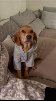 Rescue Labrador Retriever and Hound Dogs for Adoption in Oceanport, New Jersey - Tiramisu | PetCurious