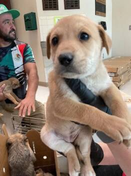 Mixed Breed Dogs Available for Adoption in Hobbs, New Mexico - Luke | PetCurious
