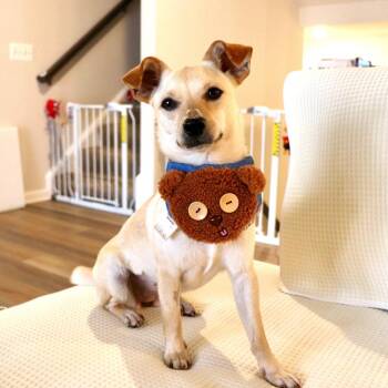 Bambi -  Chihuahua Dog for Adoption in South Riding, Virginia - Bambi | PetCurious