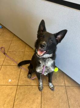 Rescue Australian Cattle Dog Blue Heeler Dogs for Adoption in Marion, Ohio - Krueger | PetCurious