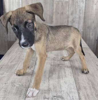 Sassafras -  Mixed Breed Dog for Adoption in Shreveport, Louisiana - Sassafras | PetCurious