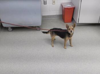 PINKIE -  Yorkshire Terrier and Mixed Breed Dog for Adoption in Omaha, Nebraska - PINKIE | PetCurious